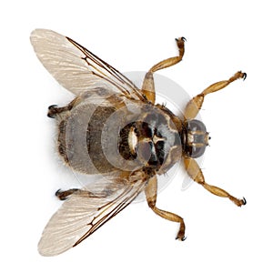 Hippobosca equina or the Forest fly