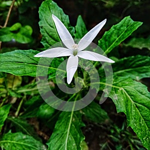 Hippobroma longiflora photo