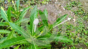 Hippobroma longifora bud on the tree