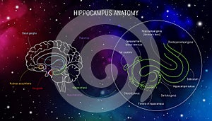 Hippocampus anatomy and structure. Neuroscience infographic on space background. Human brain lobes and sections illustration. photo