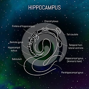 Hippocampus anatomy and structure. Neuroscience infographic on space background. Neurobiology scientific futuristic medical vector photo