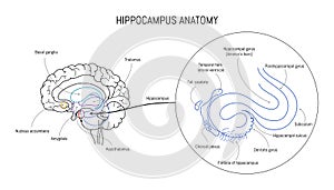 Hippocampus anatomy and structure. Neuroscience infographic on white background. Human brain lobes and sections