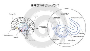 Hippocampus anatomy and structure. Neuroscience infographic on white background. Human brain lobes and sections photo