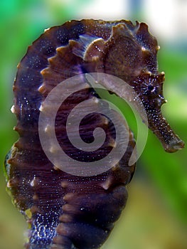 Hippocampus erectus / Seahorse