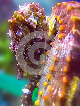 Hippocampus erectus / Seahorse