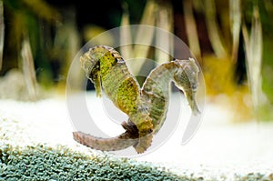 Hippocampus photo