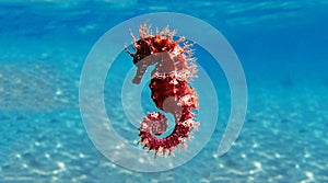 Mediterranean Seahorse - Hippocampus guttulatus photo