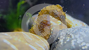 (Hippocampus hippocampus) Short-snouted seahorse, Black Sea