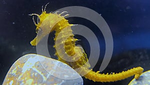 (Hippocampus hippocampus) Short-snouted seahorse, Black Sea