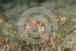 Hippocampus histrix. The spiny seahorse