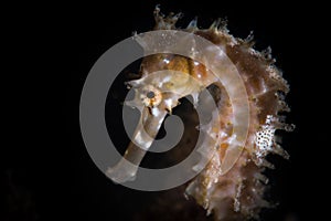 Hippocampus histrix. The spiny seahorse in Pulau Weh