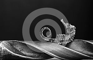 Hippocampus & perforat