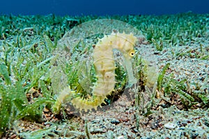 Hippocampus Sea horse in the Red Sea
