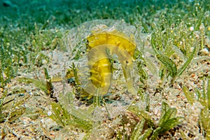 Hippocampus Sea horse in the Red Sea photo