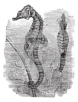 Hippocampus Syngnathus hippocampus or  short-snouted seahorse, vintage engraving