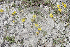 Hippocrepis comosa close up