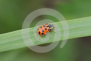 Hippodamia tredecimpunctata, commonly known as the thirteen-spot ladybeetle on green grass, is a species of lady bug