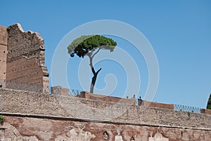 Hippodrome Stadium of Domitian at Palatine hill in Rome. Palatino Roma.