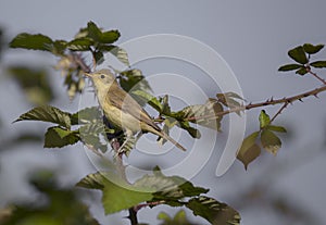 Hippolais polyglotta `Felosa-poliglota` yellow singing bird photographed in Braga.