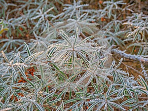 Hippophae frozen leaves with orange-yellow berries. Nature background, wallpaper, interior photo