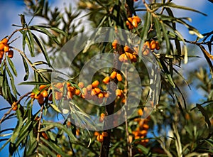 Hippophae rhamnoides. Branch of sea buckthorn with berries