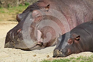 Hippopotame et sa maman qui dorment