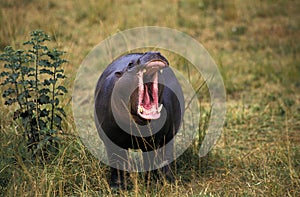 HIPPOPOTAME NAIN choeropsis liberiensis