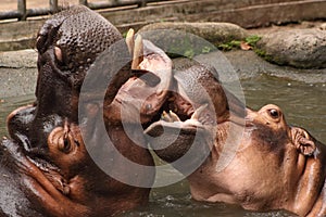 Hippopotami photo