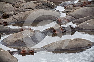 Hippopotami Bathing in a River