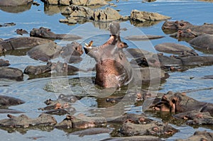 Hippopotami Bathing in a River