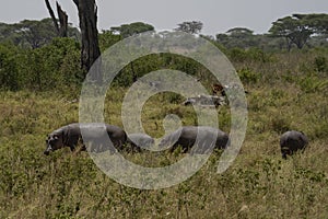 Hippopotami Grazing in Tanzania