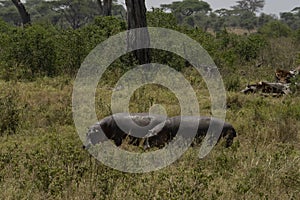 Hippopotami Grazing in Tanzania photo