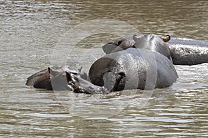 Hippopotami in a Pond in Africa