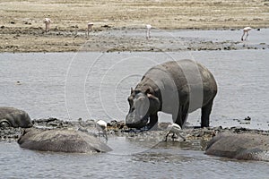 Hippopotami in Tanzania