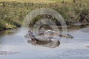 Hippopotami in Tanzania