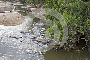 Hippopotami in Tanzania