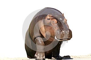 Hippopotamus photo