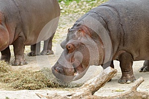 Hippopotamus