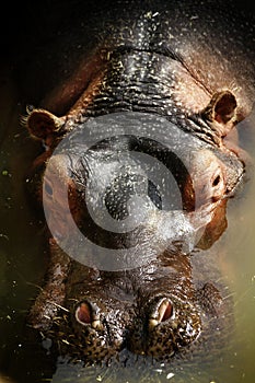 Hippopotamus