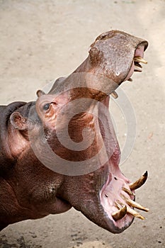 Hippopotamus