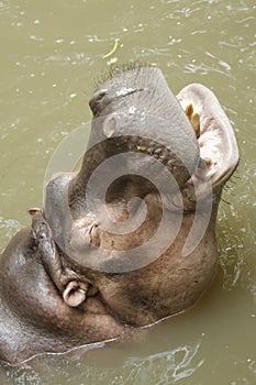 Hippopotamus