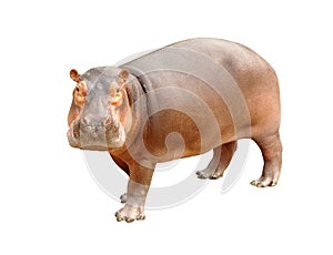 Hippopotamus