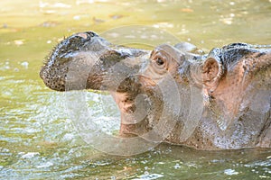 Hippopotamus