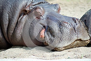 Hippopotamus