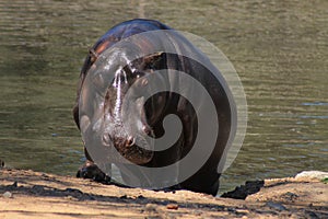 Hippopotamus