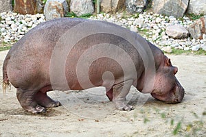 Hippopotamus