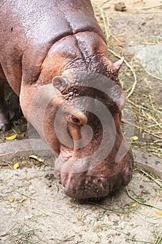 Hippopotamus