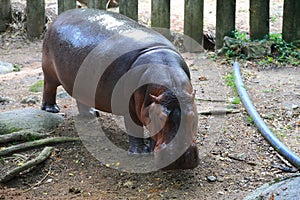 Hippopotamus