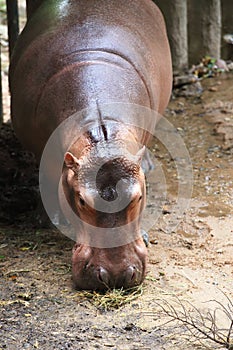 Hippopotamus