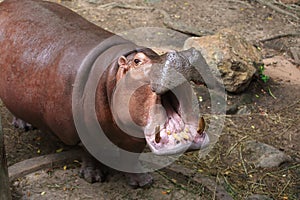 Hippopotamus